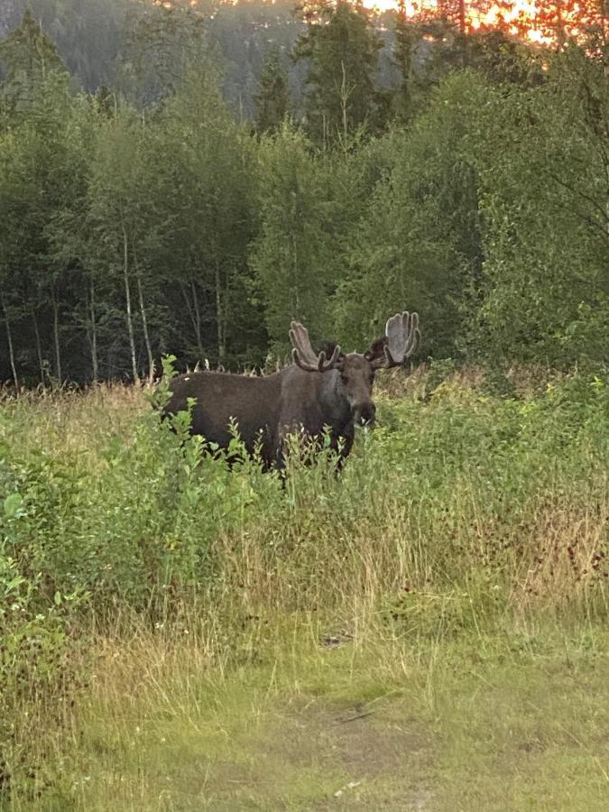 Fjellstad Gard - 2 Minutes From E6 And 5 Minutes Drive From Steinkjer City Villa Exterior photo