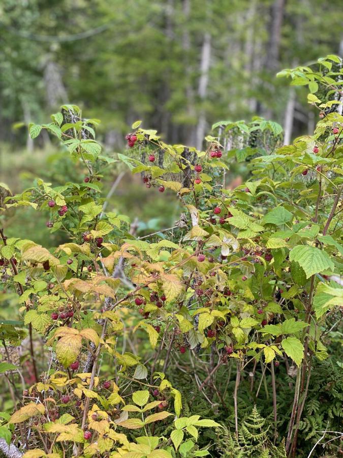 Fjellstad Gard - 2 Minutes From E6 And 5 Minutes Drive From Steinkjer City Villa Exterior photo
